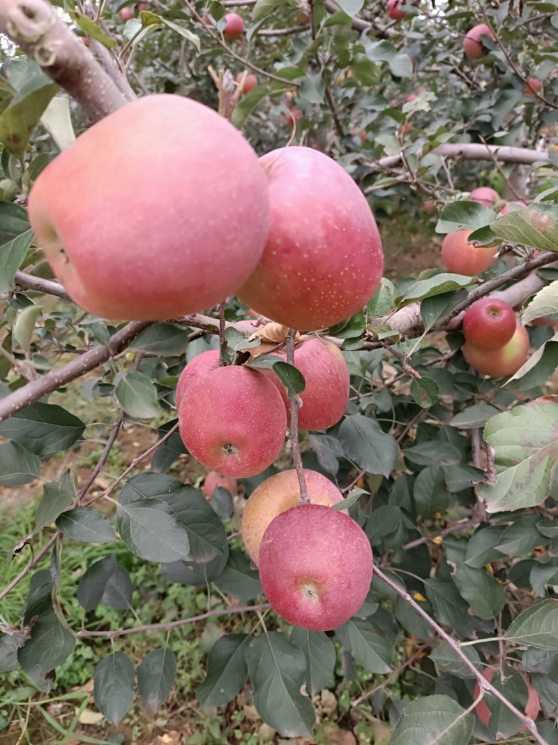 昭通丑苹果红富士糖心苹果