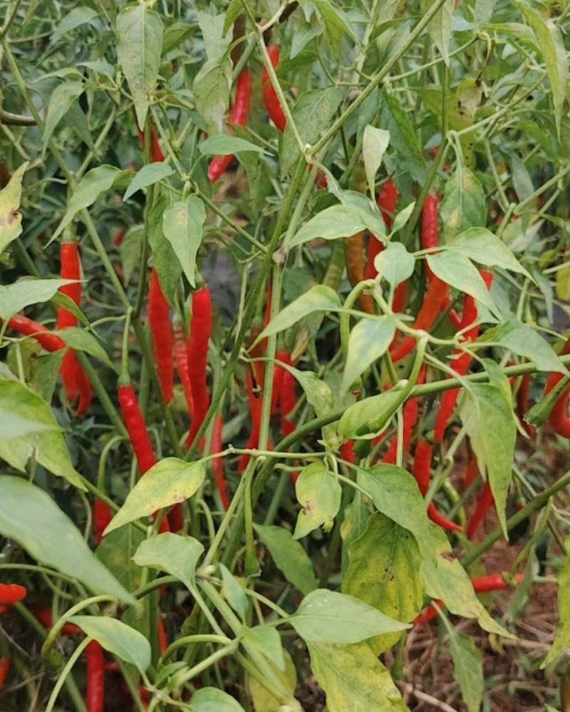 丘北辣椒鲜货