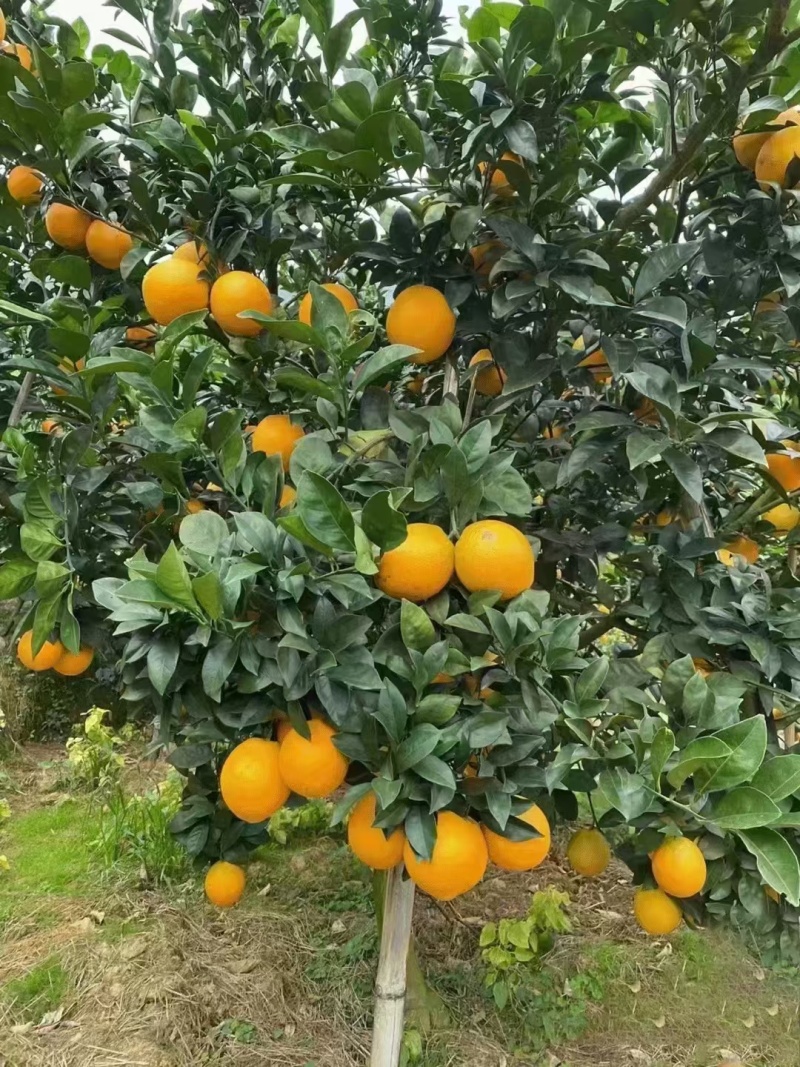 赣南脐橙