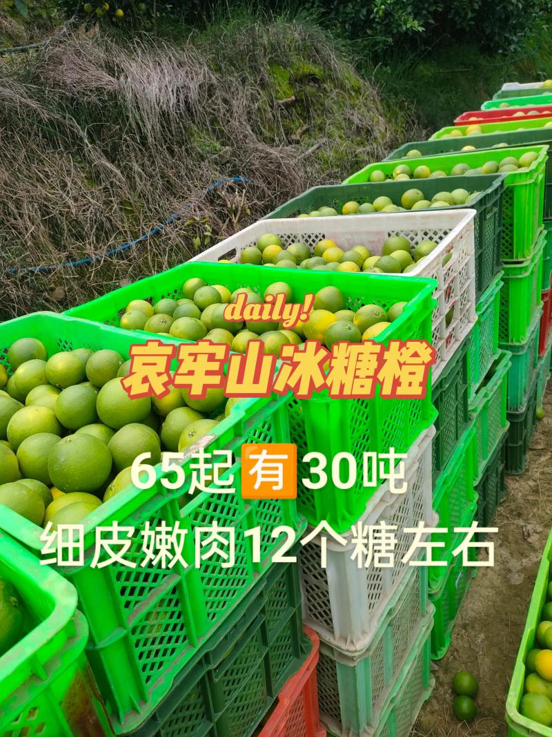 云南哀牢山冰糖橙
