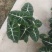 1.3加仑绿天鹅绒海芋，2苗，10元/盆。
