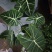 1.3加仑绿天鹅绒海芋，2苗，10元/盆。