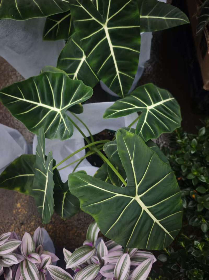 1.3加仑绿天鹅绒海芋，2苗，10元/盆。
