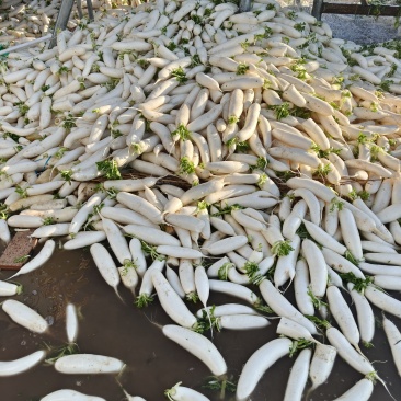 小白萝卜