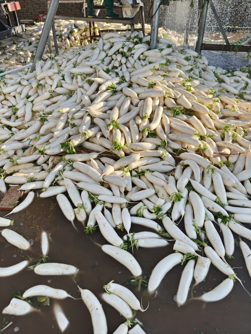 小白萝卜