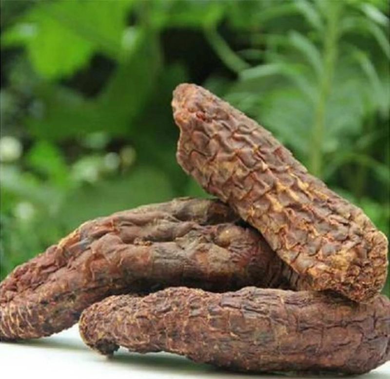 管花肉苁蓉、荒漠肉苁蓉