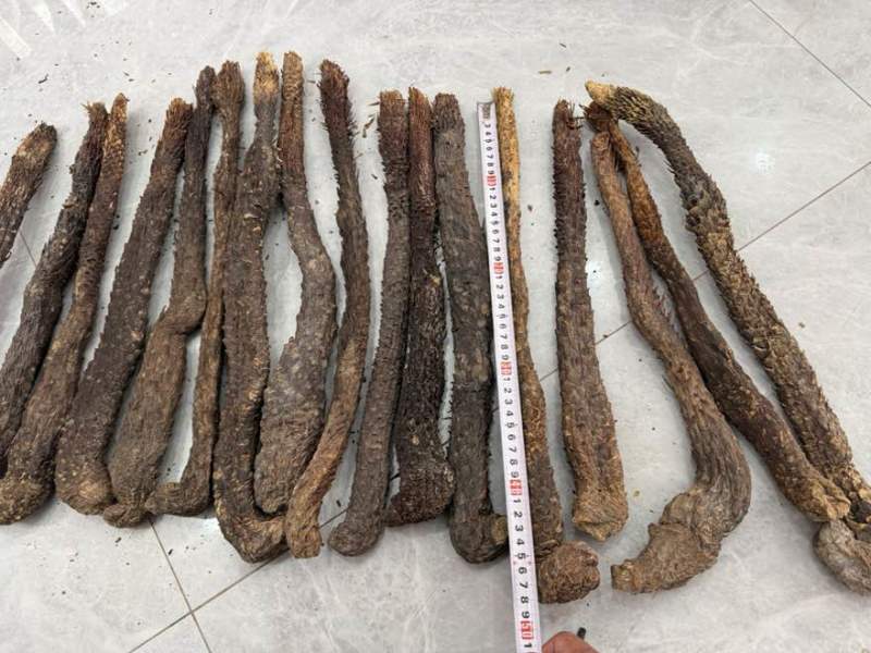 管花肉苁蓉、荒漠肉苁蓉