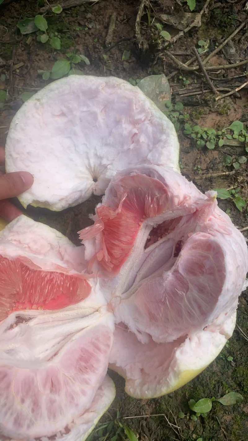 三红柚