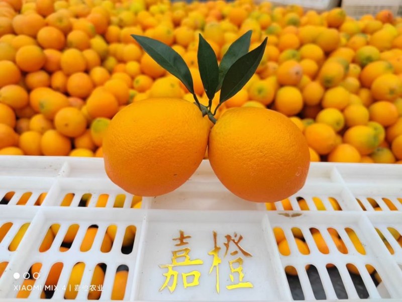 赣南脐橙