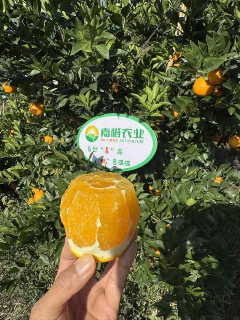 赣南脐橙