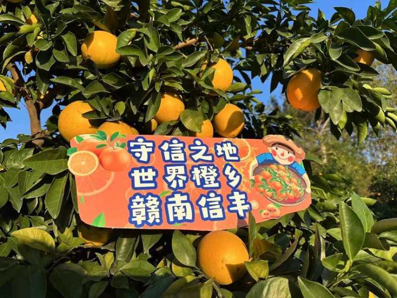 赣南脐橙