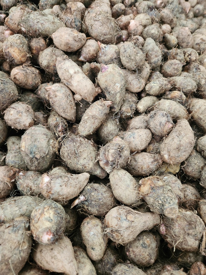 广西一手货源，量大便宜，香糯可口