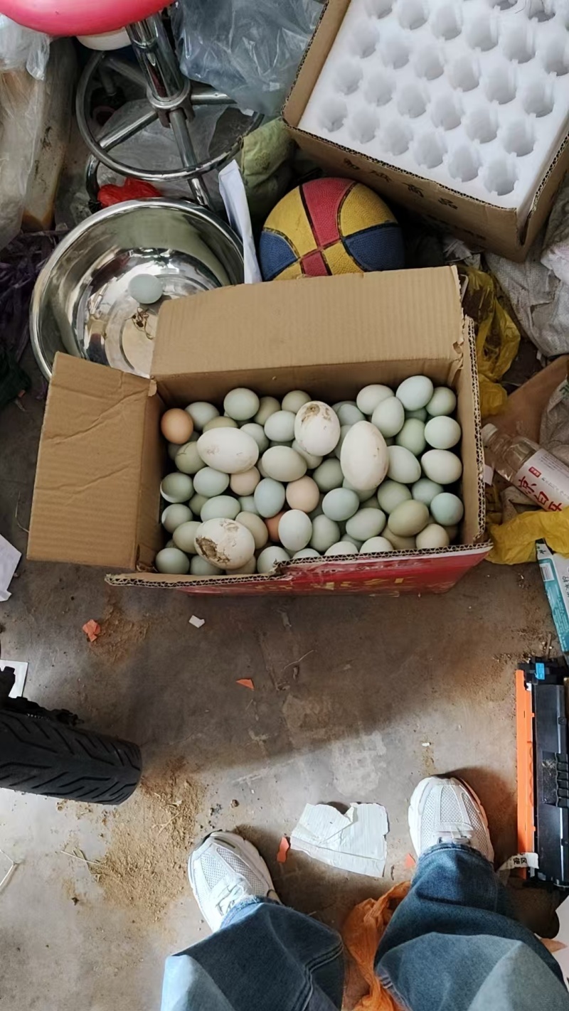 散养绿壳土鸡蛋，一斤十个左右！