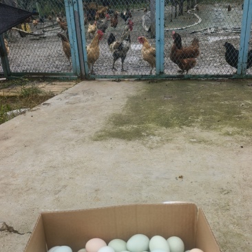 散养绿壳土鸡蛋，一斤十个左右！