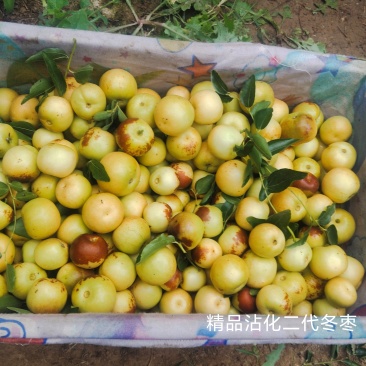 山东沾化冬枣