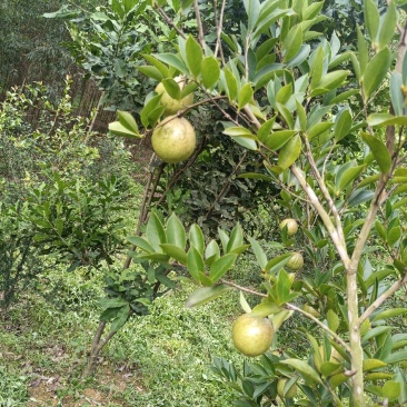 茶油果