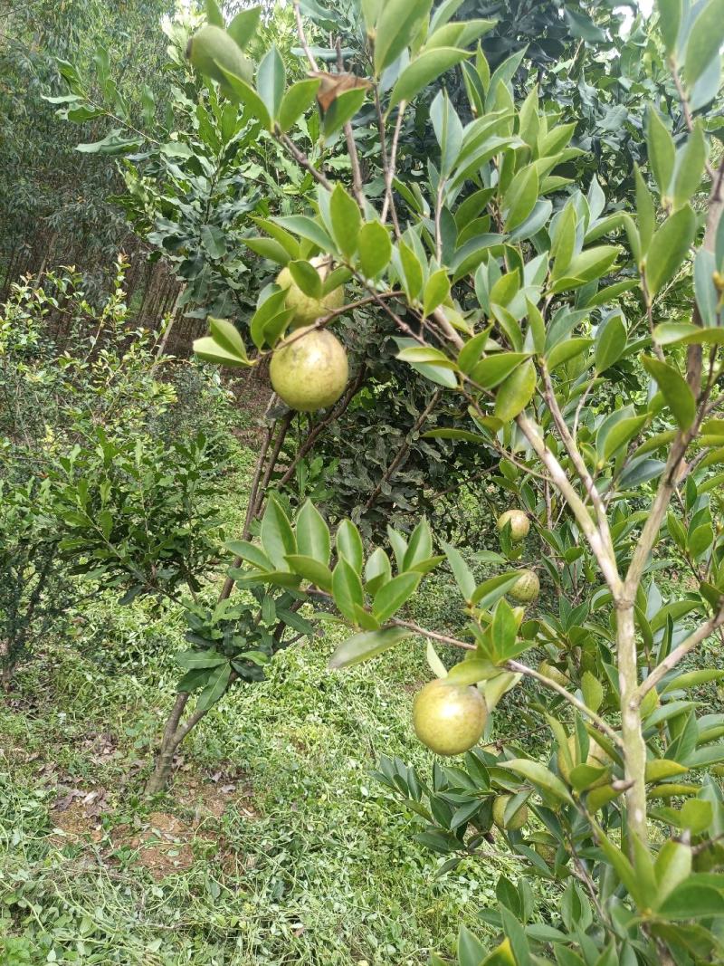 茶油果