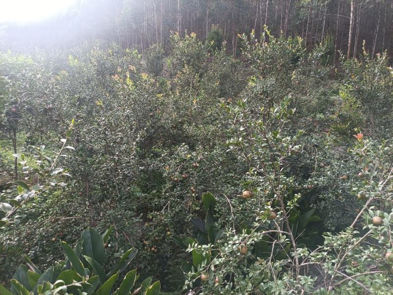 茶油果