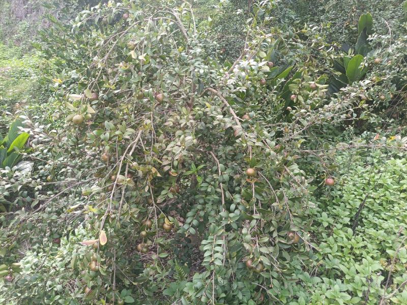 茶油果
