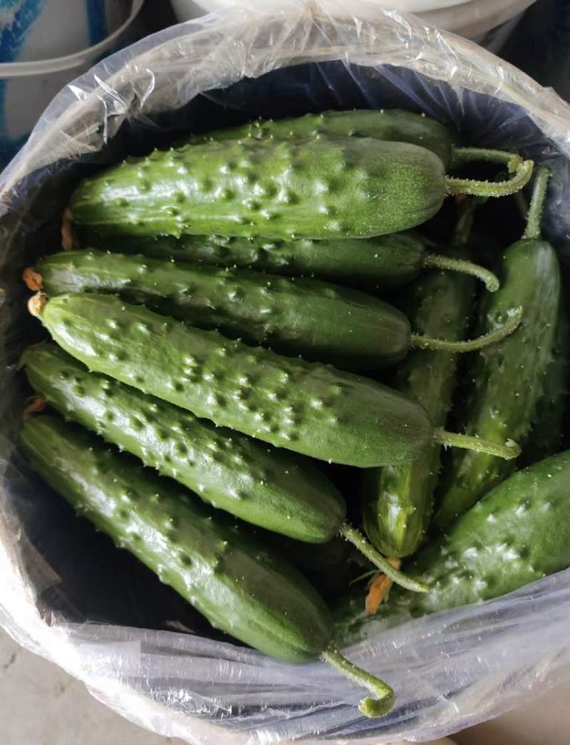 旱黄瓜白玉黄瓜