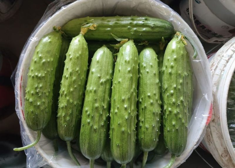 旱黄瓜白玉黄瓜