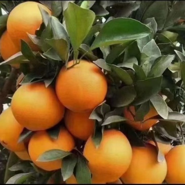 脐橙