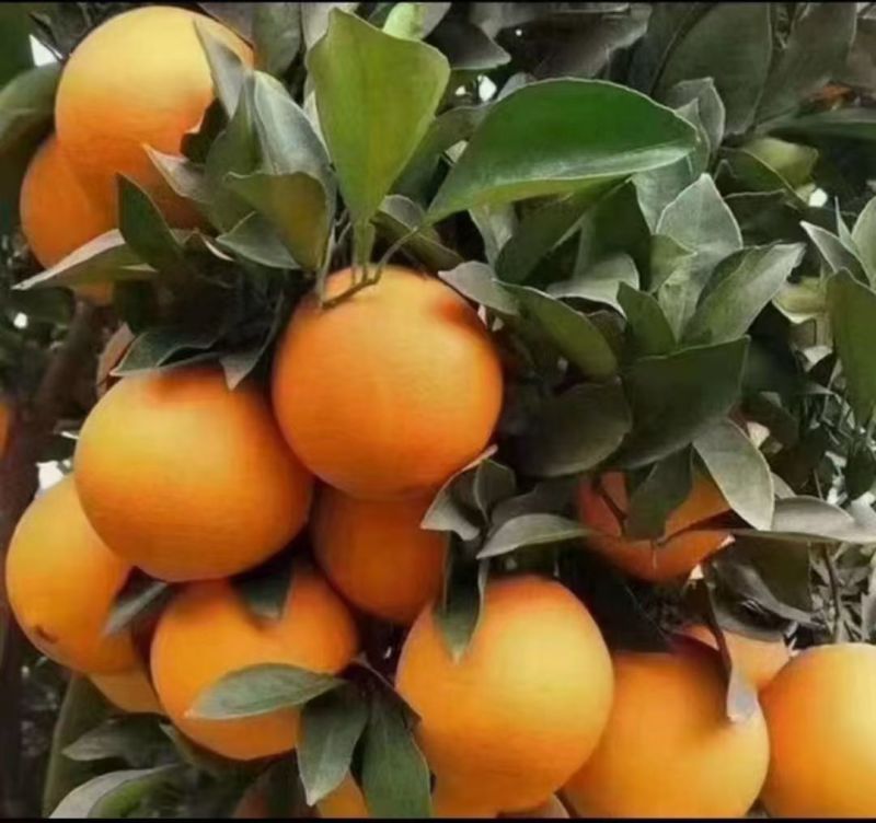 脐橙