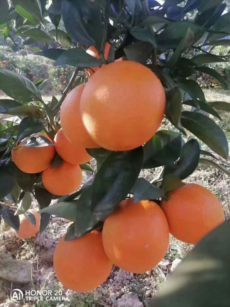 脐橙