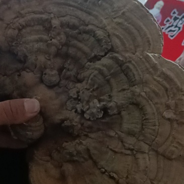 树舌灵芝