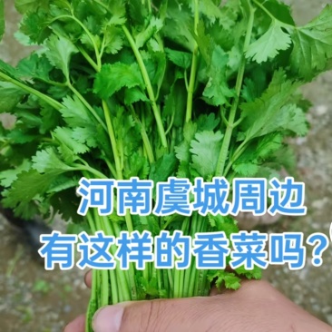 香菜25-
