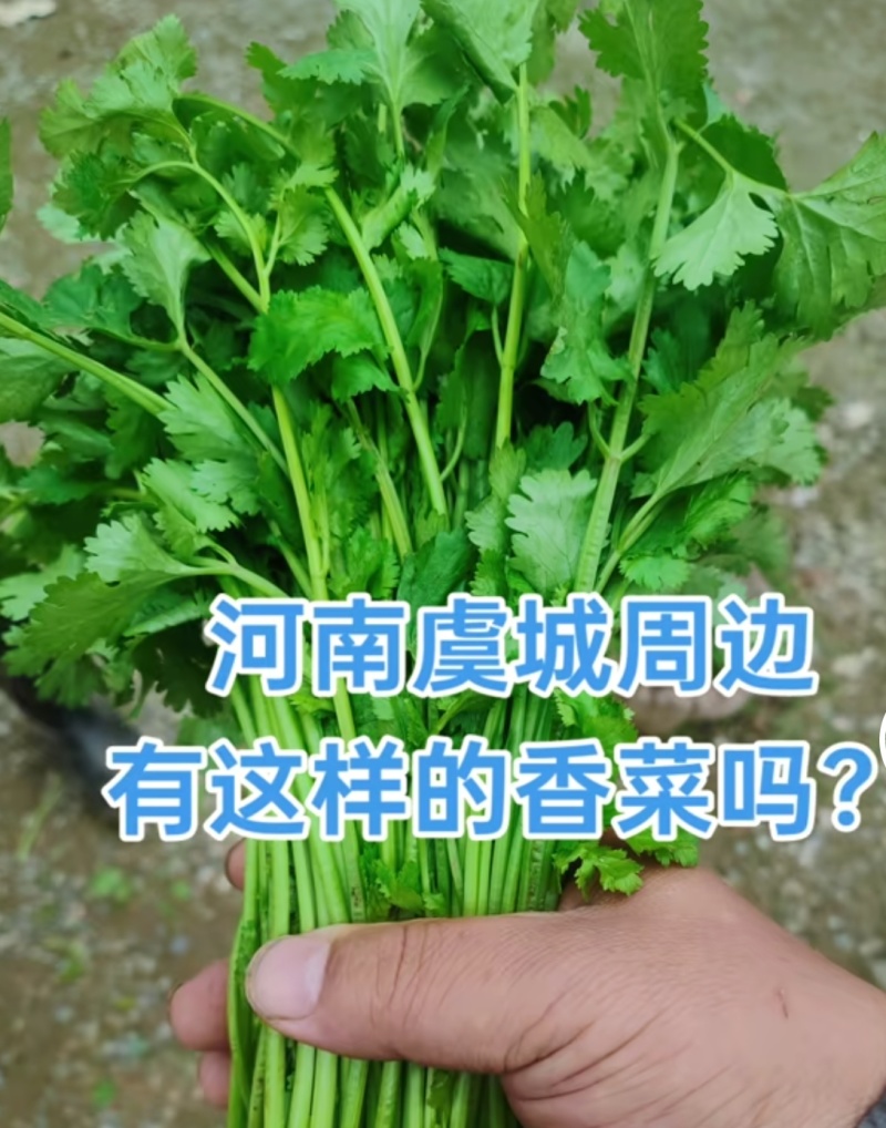 香菜25-