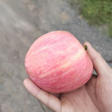 陕西红富士