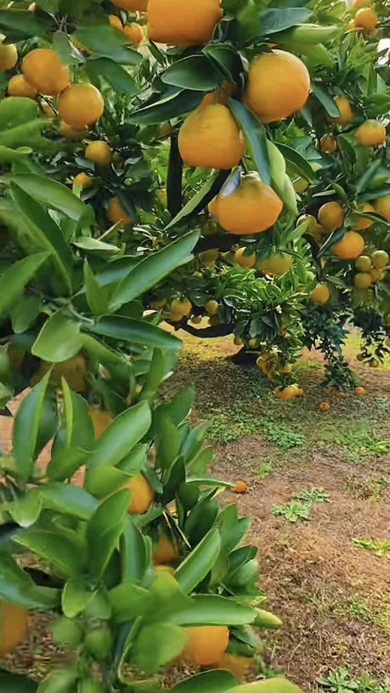柑桔（商超、电商、批发）
