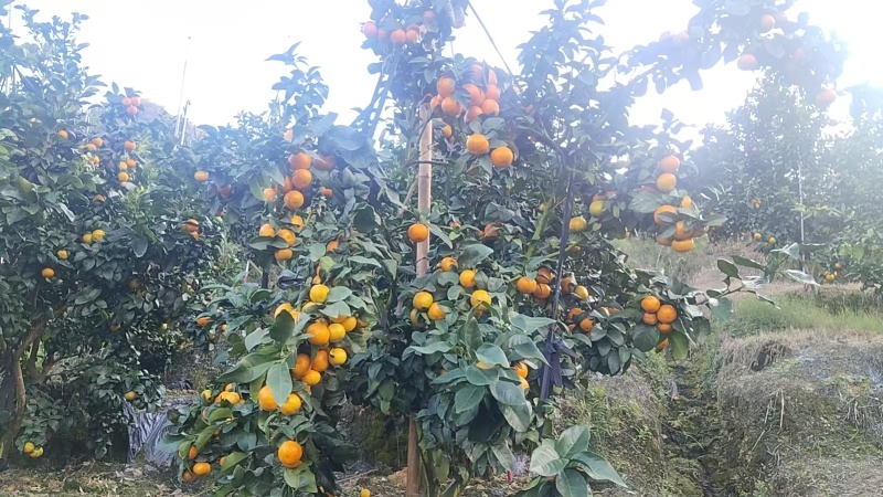 广西百色金秋砂糖橘