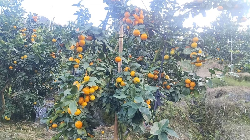 广西百色金秋砂糖橘