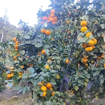 广西百色金秋砂糖橘