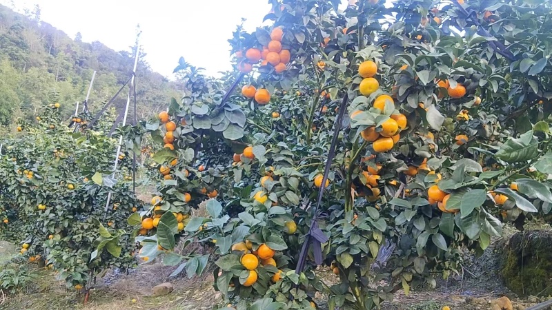 广西百色金秋砂糖橘