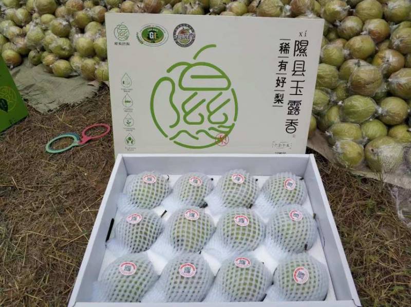 隰县玉露香梨