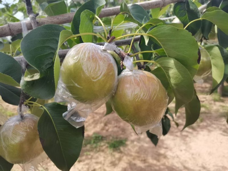 隰县玉露香梨