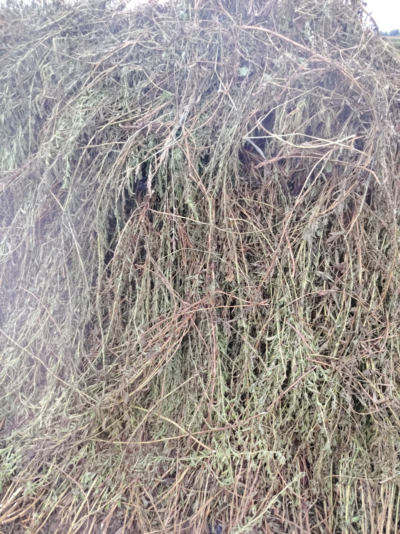 甜叶菊