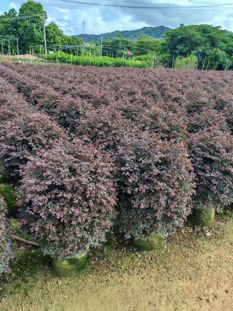 红继木球场地直发50～60～70～80高，高