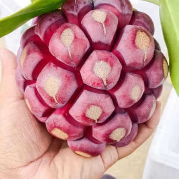 网红水果黑老虎