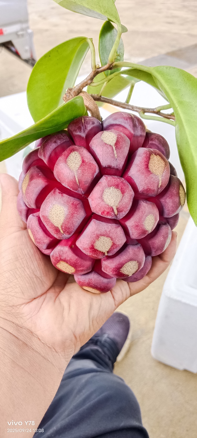 网红水果黑老虎
