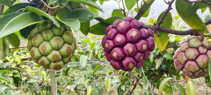 网红水果黑老虎