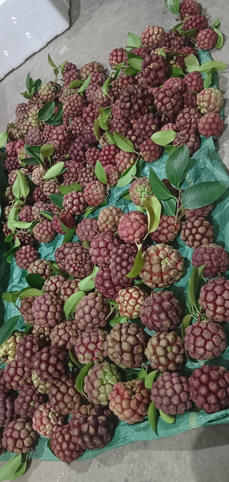 网红水果黑老虎