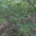无花果树