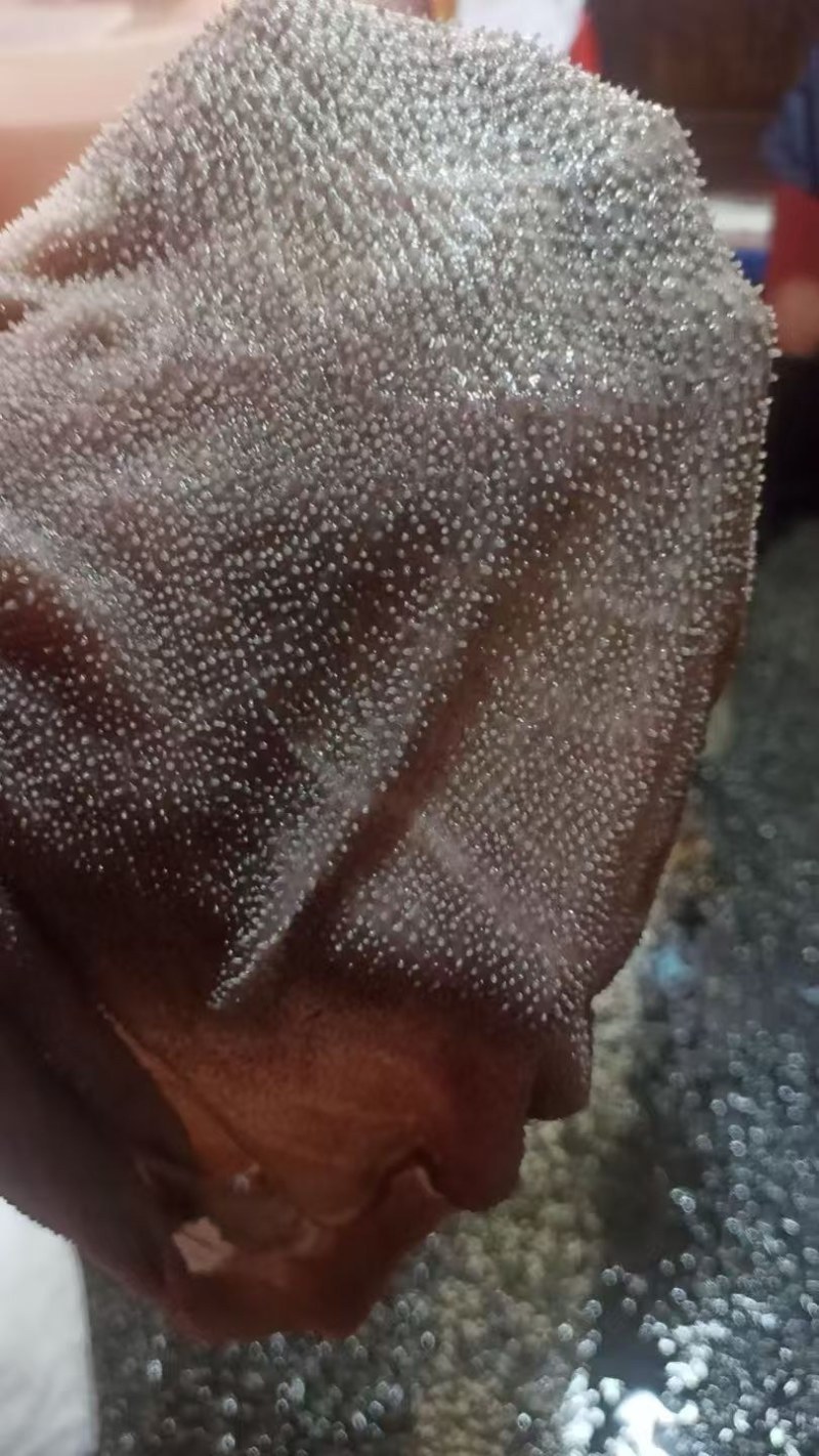 牛百叶火锅食材鲜毛肚纯手工撕鲜毛肚叶片