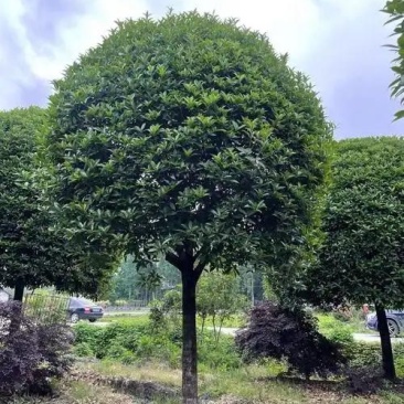 桂花树