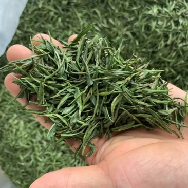绿茶批发雀舌
