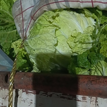 小叶荷秋白菜